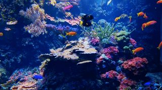 An animated gif of an aquarium full of colorful fish and coral.