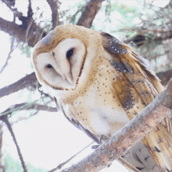 An animated gif of a white barn owl on a branch bobbing its head.